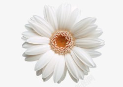 白色菊花洁白的杭白菊高清图片