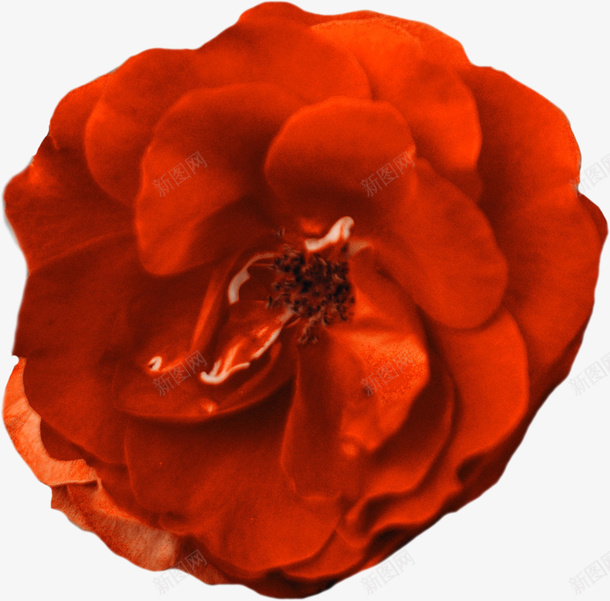 一朵红色的花儿png免抠素材_88icon https://88icon.com 春天 植物 红花 花朵