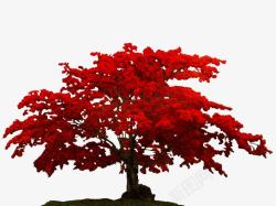 红叶树茂盛的红叶树素材