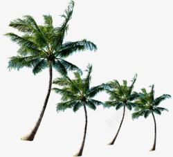 海南椰子树展板素材