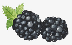矢量桑葚水果卡通手绘黑色莓果高清图片
