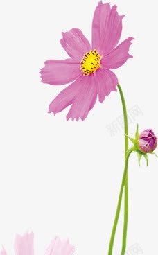 紫色花朵美景春天植物png免抠素材_88icon https://88icon.com 春天 植物 紫色 美景 花朵