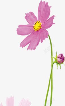 紫色花朵美景春天植物素材