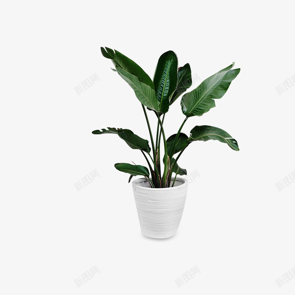 绿色植物花盆png免抠素材_88icon https://88icon.com 植物 渐变 环境 纹理 绿色 自然 花盆 质感