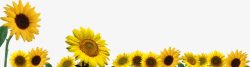 边框底部装饰太阳花向日葵素材
