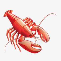 手绘生鲜红色大龙虾美味食物矢量图素材