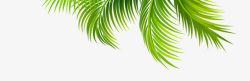 创意海边绿色的棕榈树素材