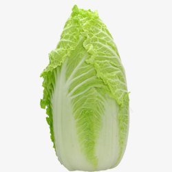 美味绿色蔬菜白菜高清图片
