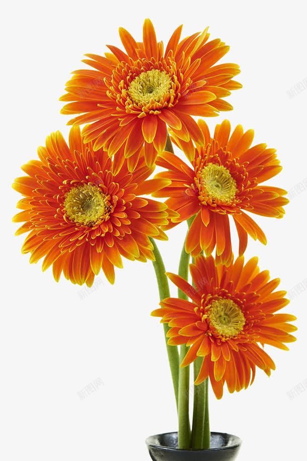 橙色非洲菊花束png免抠素材_88icon https://88icon.com 实物 插花 春天 橙色非洲菊 花朵 花束 菊花图案 菊花花束 非洲菊 高清图片 鲜花