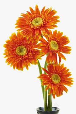 橙色花朵橙色非洲菊花束高清图片