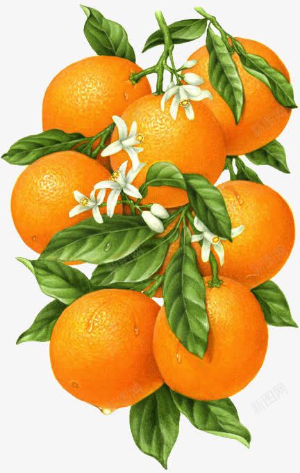 一串桔子png免抠素材_88icon https://88icon.com 新鲜水果 柑橘 桔子 橘子 水果