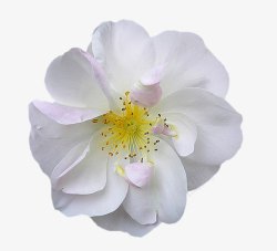 唯美花卉花束白色梨花素材