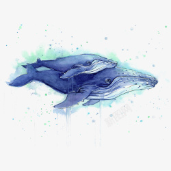 手绘两只蓝色水彩座头鲸插画素材