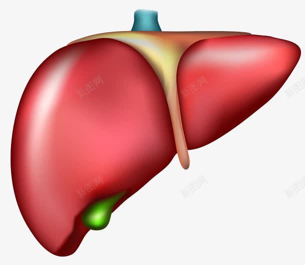 人体肝脏模型png免抠素材_88icon https://88icon.com 人体肝脏模型素材人体肝脏模型模板下载肝脏模型胆囊医学医疗科学