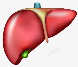 人体肝脏模型素材