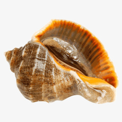 海螺元素实物新鲜海鲜海螺高清图片