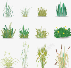 绿色草本蕨类水生植物高清图片