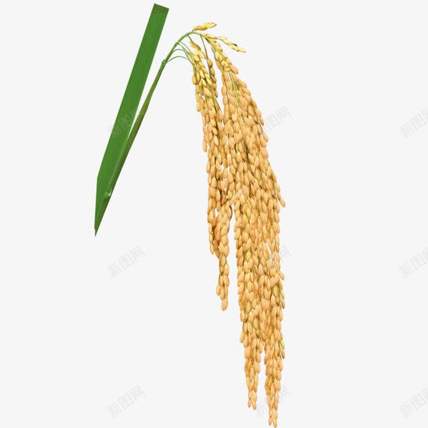 稻谷稻米稻穗禾稻大米png免抠素材_88icon https://88icon.com 大米 禾稻 稻穗 稻米 稻谷 金色麦穗 黃色稻穗