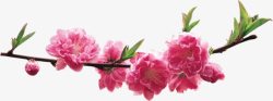 春天风景粉色桃花树枝装饰素材