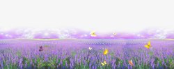 紫色花海薰衣草农场高清图片