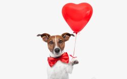 戴着红色领带拿着红色气球的狗素材