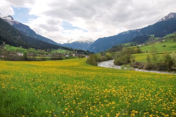 花朵与草地背景