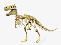 恐龙动物头骨霸王龙全身骨架实物高清图片