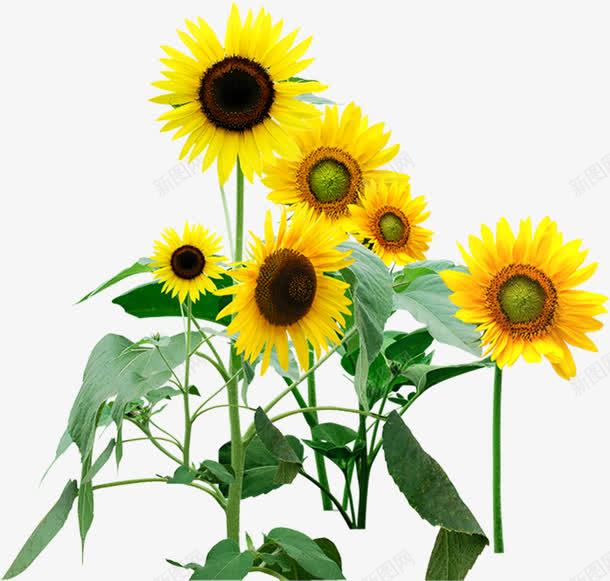 黄色春天花朵向日葵田野png免抠素材_88icon https://88icon.com 向日葵 春天 田野 花朵 黄色