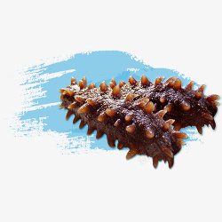 大连海参美味的海参实物图高清图片