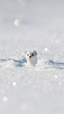白色雪景狐狸手机端H5背景背景