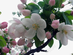 白色苹果花青苹果花高清图片