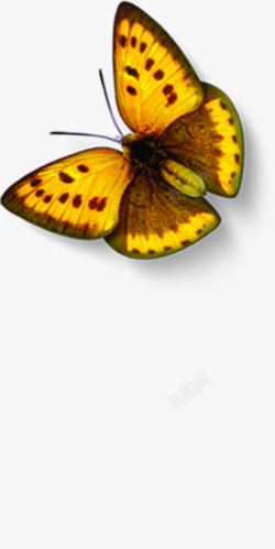 黄色卡通蝴蝶创意春天昆虫素材