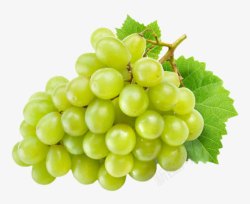 带水珠葡萄绿色带叶子的葡萄实物高清图片
