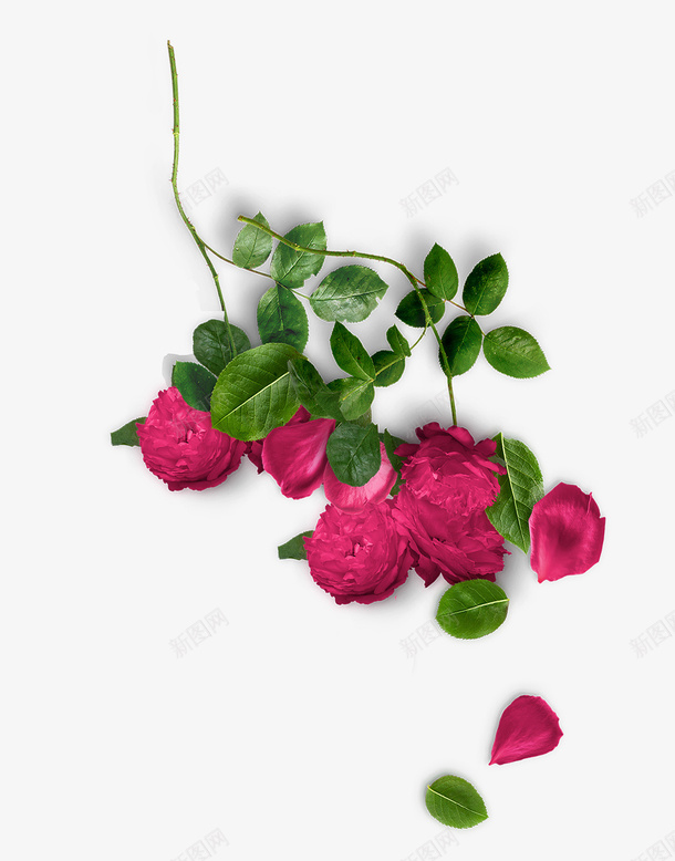 粉红色玫瑰装饰png免抠素材_88icon https://88icon.com 叶子 漂浮 玫瑰花 粉色 花朵
