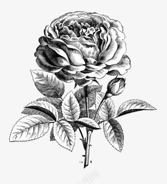 金属玫瑰手绘黑色线条玫瑰花图标图标