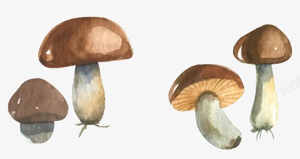 手绘蘑菇png免抠素材_88icon https://88icon.com 季节 收获 果实 植物 水彩 水彩画 秋天 秋季 种子 蘑菇