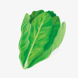 扁平化蔬菜形象一棵扁平化的芥菜矢量图高清图片