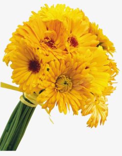 黄色菊花素材一束菊花高清图片