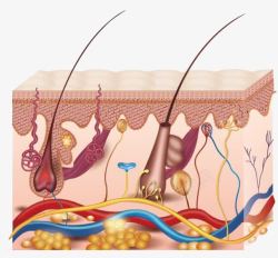 剖析图皮肤组织结构高清图片