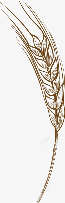 矢量燕麦手绘麦子高清图片