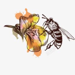 采蜜的蜜蜂蜜蜂采蜜高清图片