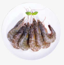 竹节营养南美白对虾高清图片
