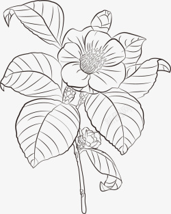 茶花花朵叶子黑白线描图素材