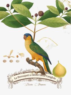 彩绘精美木瓜复古手绘鹦鹉图案高清图片