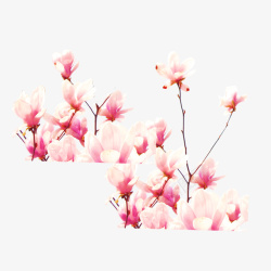 春季踏青旅行花朵花卉玉兰花图案素材