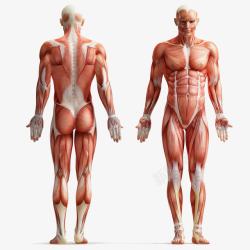 正面肌肉人体结构高清图片