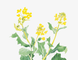 手绘水彩插画植物黄色油菜花素材
