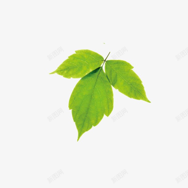 一片绿色的小叶子png免抠素材_88icon https://88icon.com 叶子免费 春天 标本 植物 绿色 青色