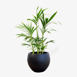 小植物花瓶绿色植物花瓶盆栽高清图片