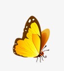 黄色蝴蝶蝴蝶高清图片